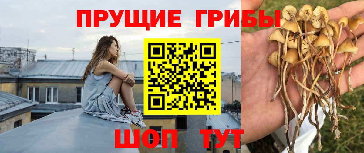 Галлюциногенные грибы Cubensis Чернушка